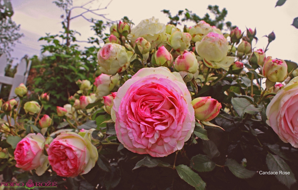 EDEN ROSE rožė
