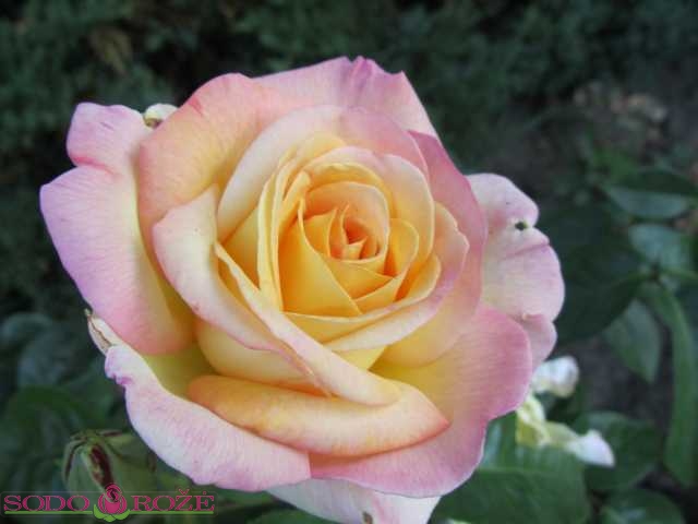 Gloria Dei (Peace) rožė