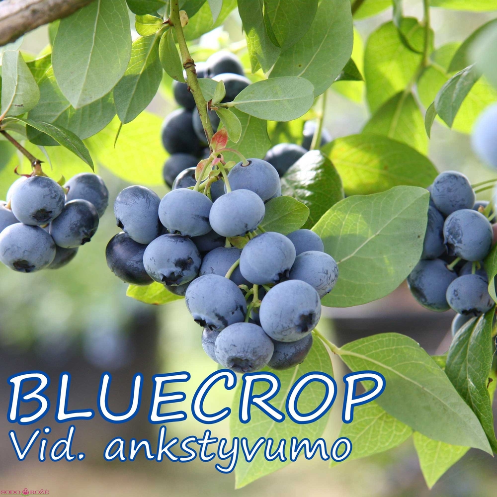 Šilauogė  Bluecrop 5L vazone