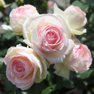 EDEN ROSE rožė