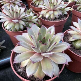 Šilropė (Sempervivum) 'Big Sam'