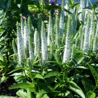 Veronika varpotoji (Veronica spicata) "Snow candles"