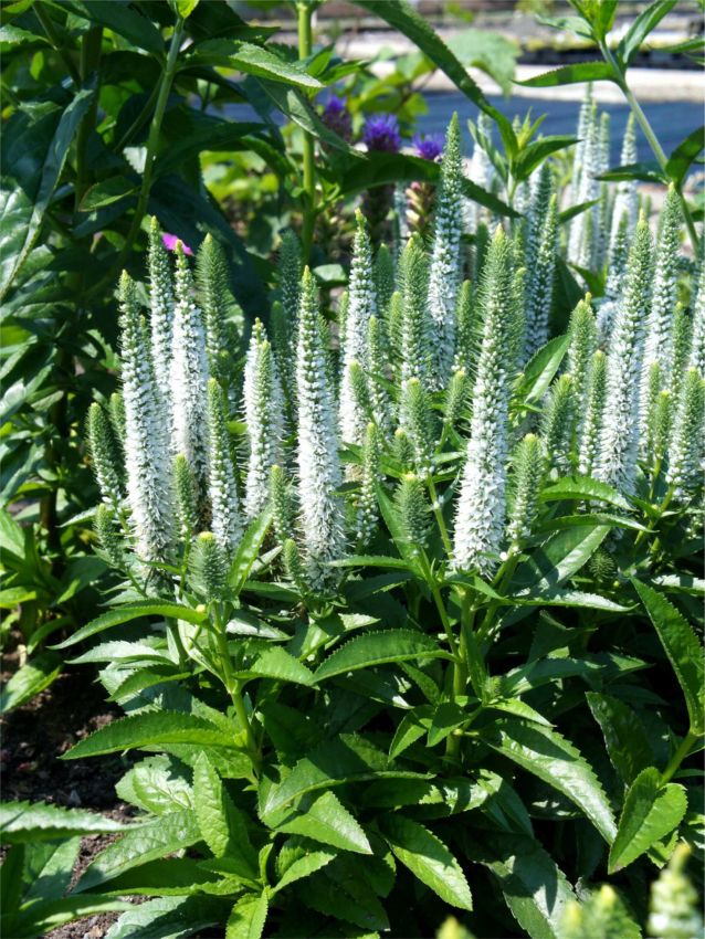 Veronika varpotoji (Veronica spicata) 