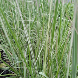 Smailiažiedis lendrūnas (Calamagrostis x acutiflora) "Overdam"