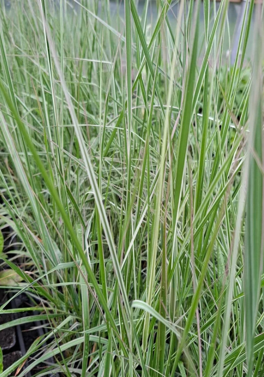 Smailiažiedis lendrūnas (Calamagrostis x acutiflora) 
