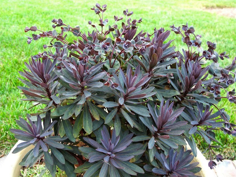 Euphorbia / Karpažolė 