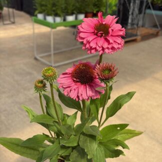 Ežiuolė (Echinacea) "Pink Grapefruit"