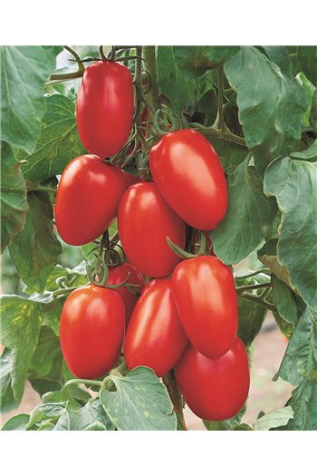 Skiepytas pomidoras 