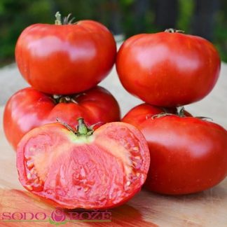 Skiepytas pomidoras Buffalosteak