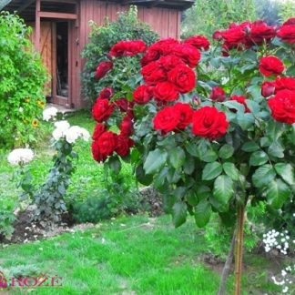 Stiebinė rožė didžiažiedė raudonos spalvos [Ingrid]