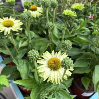 Ežiuolė (Echinacea) "Apple Green"