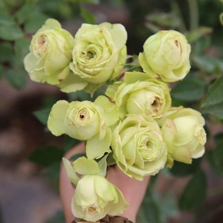 Stiebinė daugiažiedė rožė žalsvais žiedais (Lovely green)