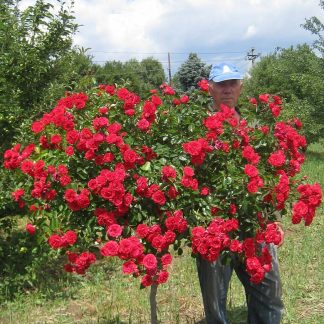 Stiebinė rožė raudona daugiažiedė (Ascot)