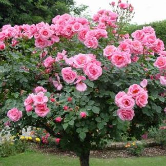 Stiebinė didžiažiedė rožinė rožė (MYRIAM)