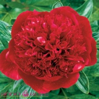 Bijūnas (Paeonia) "Red Magic"