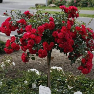 Stiebinė rožė raudona daugiažiedė (RED FAIRY)