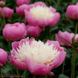 Bijūnas (Paeonia) "Bowl Of Beauty" Bijūnas (Paeonia) "Bowl Of Beauty"