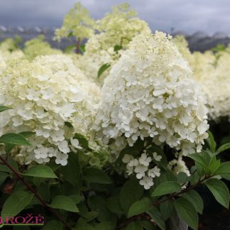 Hortenzija skarainā (Hydrangea paniculata) "Bobo" C5 Hortenzija skarainā (Hydrangea paniculata) "Bobo" C5