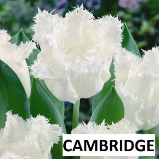 Tulpė CAMBRIDGE