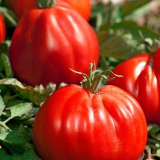 Skiepytas pomidoras Corazon
