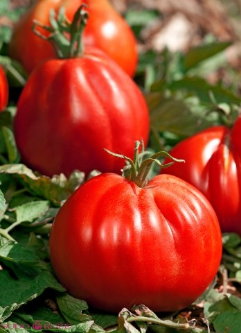 Skiepytas pomidoras Corazon