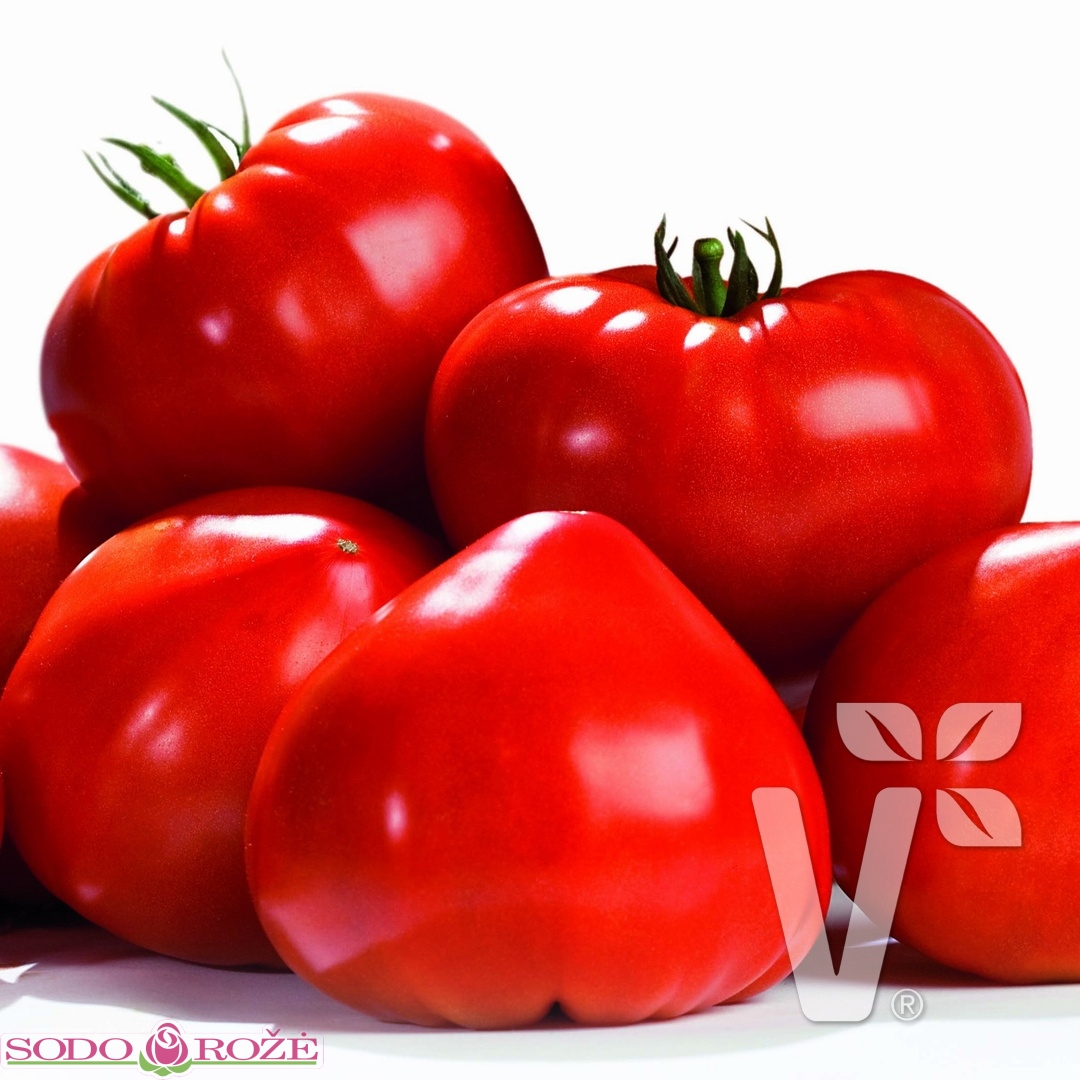 Skiepytas Pomidoras Gourmandia