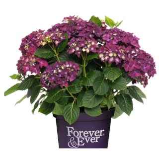 Hortenzija  didžialapė Forever and Ever Purple
