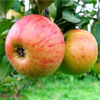 Obelis (Malus) "Konfetnoe"