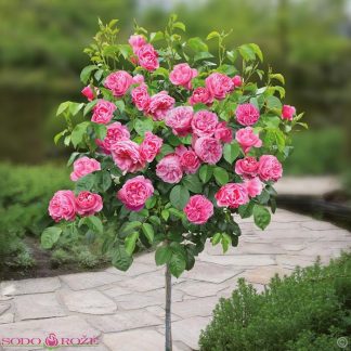 Stiebinė daugiažiedė rožinė rožė LEONARDO Da  Vinci