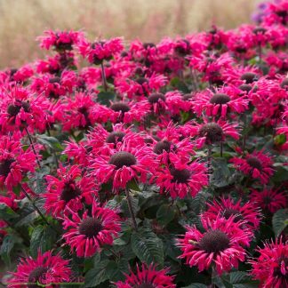 Monarda (Monarda dydima) "Bee-happy" Monarda (Monarda dydima) "Bee-happy"