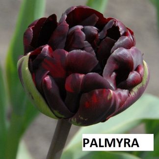 Tulpė PALMYRA