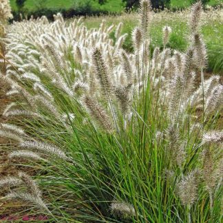 Soruolė pašiaušėlinė (Pennisetum alopecuroides) "Hameln" Soruolė pašiaušėlinė (Pennisetum alopecuroides) "Hameln"
