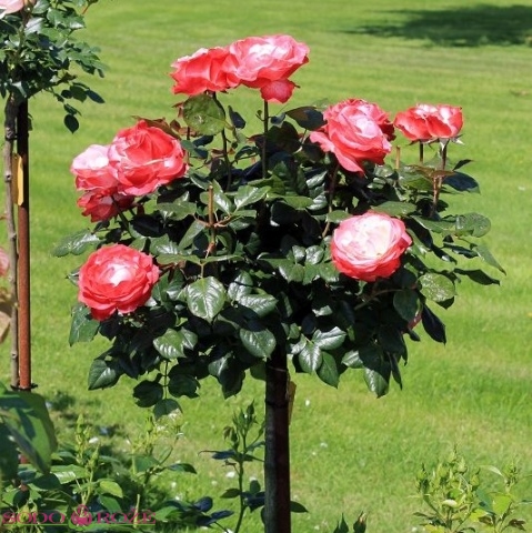Stiebinė rožė dvispalvė didžiažiedė (ISABELLE AUBRET)