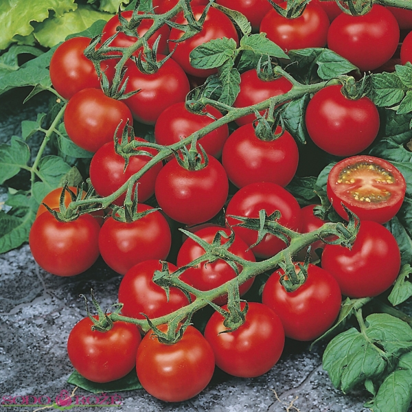 Skiepytas pomidoras Golotyna