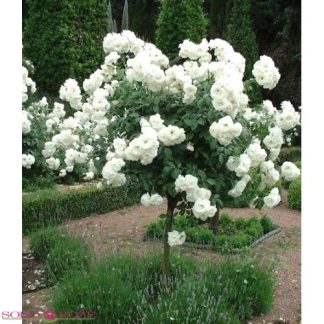 Stiebinė svyranti rožė balta (Swany)