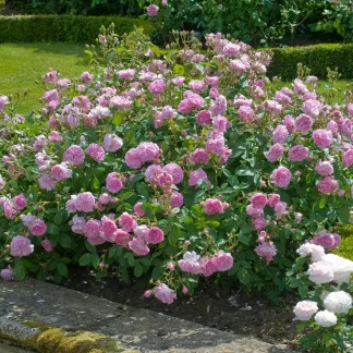Harlow Carr rožė