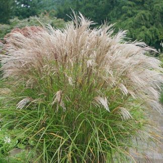 Miskantas kininis (Miscanthus sinensis) "Kleine Silberspinne” 2l vazone Miskantas kininis (Miscanthus sinensis) "Kleine Silberspinne” 2l vazone