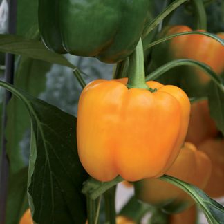 Skiepyta paprika 'Benita maxi yellow'