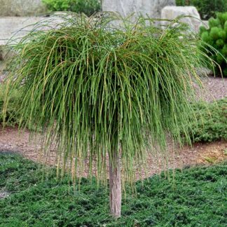 Tuja didžioji (Thuja plicata) "Whipcord" ant stiebo 60cm
