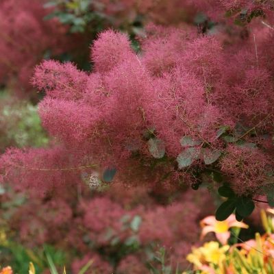 Pūkenis europinis (Cotinus coggygria) 'Candy Floss'