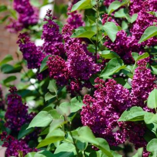 Alyva (Syringa vulgaris) "Charles Joly"