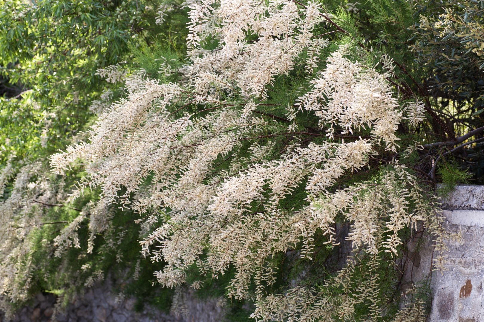 Eglūnas šakotasis (Tamarix ramosissima) 'Hulsdonk White'