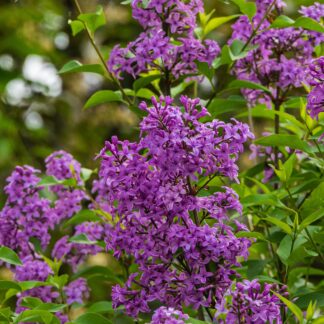 Alyva (Syringa) Bloomerang "Dark Purple" Alyva (Syringa) Bloomerang "Dark Purple"