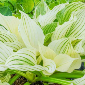 Melsvė (Hosta) "WHITE FEATHER"