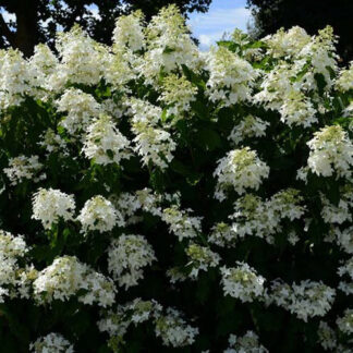 Hortenzija šluotelinė (Hydrangea paniculata) "Star Rose" C5 Hortenzija šluotelinė (Hydrangea paniculata) "Star Rose" C5