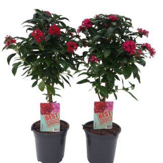 Pentas "EGIPTO ŽVAIGŽDĖ" ant stiebo (Pentas lanceolata)