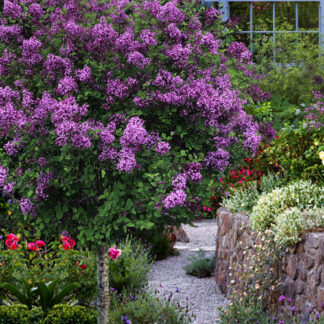 Alyva (Syringa) Bloomerang "Dark Purple" ant stiebo