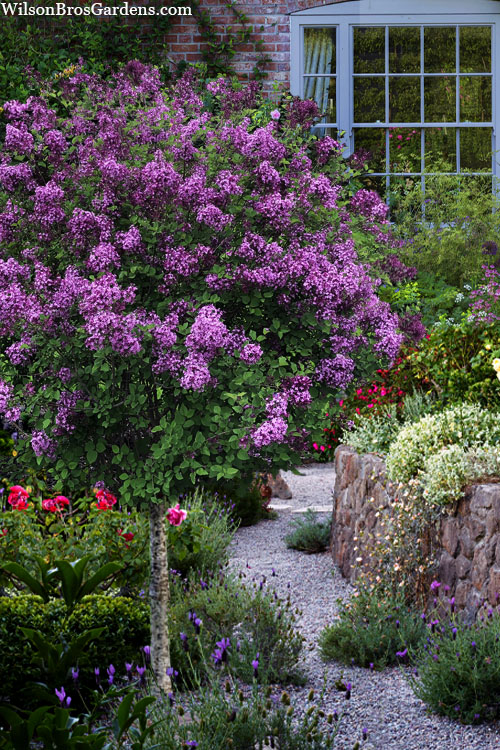 Alyva (Syringa) Bloomerang 