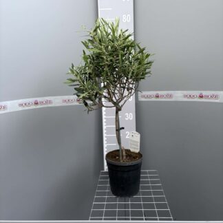 Alyvmedis europinis (Olea europaea) (C3, 50-60 cm)