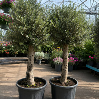 Alyvmedis europinis (Olea europaea) 65l vazone
